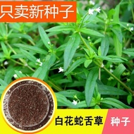 White Flower Snake Tongue Grass Seed Material Seed Snake Grass Seed Four Seasons Spring Autumn Balco