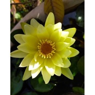 【Rare Beautiful】 Waterlily Nymphaea ‘Eldorado’ #Real# Plants