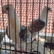 BURUNG MERPATI HIAS SANTINET REMAJA satuan