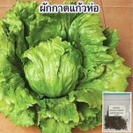 เมล็ดผักกาดแก้วห่อ 100 เมล็ด ราคา 10 บาท [10แถม 1 คละได้]