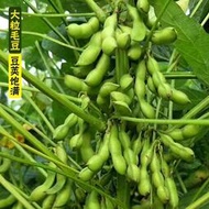 東北農家青大豆蔬菜種子 種籽毛豆種子 種籽鮮食大粒早熟高產四季青黃豆種籽hxmm