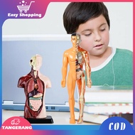 Human Body Anatomy Torso Human Skeleton Model Human Body Organ Human Body Torso Human Anatomy Teachi