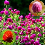 Wholesale Thousand Days Red Seeds Thousand Days Purple Hundred Days Red Fireball Flowers Good Planti
