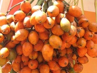 Buah Jambe/ Buah Pinang Kering