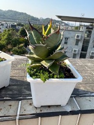 清位賤賣 露養多年暴曬暴雨皮實龍舌蘭 萬代嚴龍 黑火焰 白火焰姫嚴龍凱撒霍利達直刺曲刺黑豹鑽石小島白刺白鯨多 肉植物 多肉植物 Agave 龍舌蘭