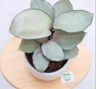 taanaman hias calathea silver - tanaman hias hidup calathea silver