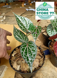 Pohon Sirih Merah / Tanaman Sirih Merah Asli / Bibit Sirih Merah