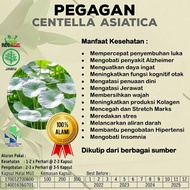 Kapsul Curah PEGAGAN 100/200/300 pcs Untuk Kecerdasan Hipertensi Insomnia Stretch Mark Alzheimer