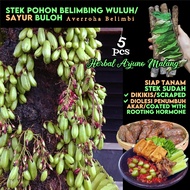 Belimbing Buluh Asam 三敛 Fresh Stem Stems Cuttings Sorrel Cucumber Tree Vegetable Kamias Traditional 