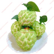 Fake fruit, 5 custard apple, model fruit, fake fruit - home decoration