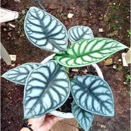 Alocasia Dragon Silver | Tanaman Hias Alocasia Dragon Silver Anakan