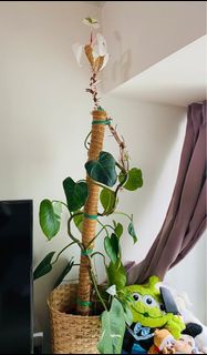 【室內恩物】白公主/ 白騎士/ 白巫師蔓綠絨 (傻傻分不清）