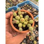Cactus Small Lizard Eggs (Opuntia tunilla corrugata)