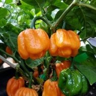 Benih - Biji Cabe Hias Unik Super Pedas Scotch Bonnet Freeport Orange