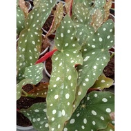 🔥🔥Begonia maculata🔥🔥begonia polka dot