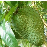 Baja pokok durian belanda untuk berbuah 3in1 lengkap NPK 700 GRAM