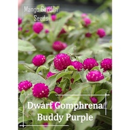 Benih Butang RENEK Ungu - 100 Biji 🌱 Sesuai Tanam Pasu Short Dwarf Gomphrena Buddy Purple - Mango Ga