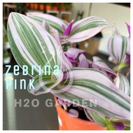 H2O - Tradescantia Zebrina Nanok / Zebrina Pink / 吊竹梅 / Live Plant