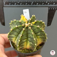 ยิมโนด่าง ไม้เมล็ด Gymnocalycium แคคตัส กระบองเพชร cactus&succulent