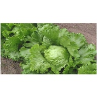 BIJI BENIH Iceberg lettuce