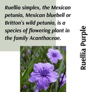 (Real Plant) Ruellia Purple pokok bunga hidup hiasan rumah luar live outdoor house plant