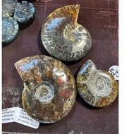Colourful flashes and patterns on fossil ammonite shells small