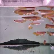 ikan arwana Golden Red