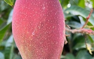 【紅貢貢預購！屏東瑪家 蘋果玉文芒果 10斤裝】金煌的肉多多 愛文的香甜