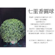 心栽花坊-/七里香圓球/寬50cm/綠籬植物/圓球/造型樹/特售/售價800特價700