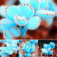 【Easy to bloom】BUY 1 GET 1 FREE 100PCs perennial blue Lithops seeds succulent plants seeds bonsai seeds