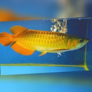 Ikan Arwana Super Red 30+ cm