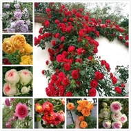 50benih Climbing Rose Seeds Bonsai Flower Seeds MAWAR hidup benih bunga warna warni Flowers Plants F