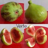 Bibit buah tin Verte Fc