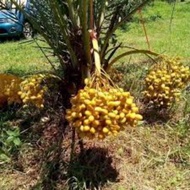 Anak Pokok Kurma KL Varity,Thailand