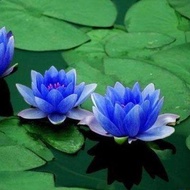 100 เมล็ด.เมล็ดบัว ดอกสีน้ำเงิน ดอกเล็ก พันธุ์แคระ จิ๋ว ของแท้ 100% เมล็ดพันธุ์บัวดอกบัว ปลูกบัว เม็ดบัว สวนบัว บัวอ่าง Lotus Waterlily seeds
