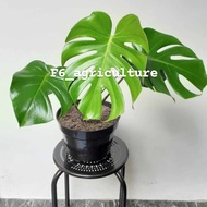 TANAMAN HIAS MONSTERA KING MONSTERA DELICIOSA