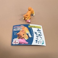 TARLIN 日版 動物扭蛋 柴犬