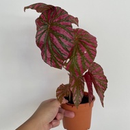 Begonia Brevirimosa Subspecies Exotica - Rare Species with Super Promotion Price