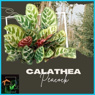 ☌ ♧ ㍿ Calathea Peacock Live Plants