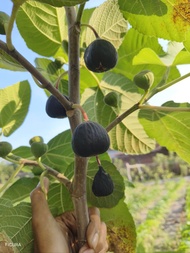 bibit cangkok buah tin Iraqi buah sangat manis
