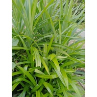 daun pandan dan anak pokok pandan