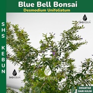 Blue Bell Vietnamese Bluebell Bonsai Linh Sam  凌杉/凌珊 Pokok Hiasan Pokok Bunga Outdoor Plant Live Pla