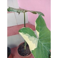 Pokok Keladi Murah(Caladium)Mickey Mouse