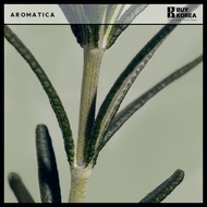 [aromatica] Aromatica Rosemary Root Enhancer Scalp Tonic Cooling Hair Loss 100ML