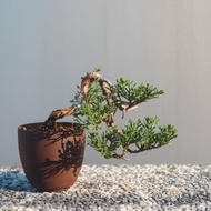 細魚川真柏漂亮懸崖樹盆栽 樹幹有造型和彎曲 迷你系魚川真柏