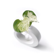 (預購) 純灰系列 | 白泉黃金葛 室內水培植栽 圓圈水泥水耕花架