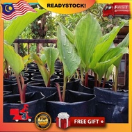 Kunyit hitam / RIZOM kunyit hitam bertunas