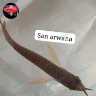 ikan sr unik arwana super red arwana sr ITL