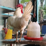 🥚 MNT TERNAK | BELI 5 FREE 1 | Telur Ayam Berbenih White Leghorn 🥚