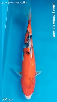 Ikan Koi Jumbo Import Sanke 38 cm Sertifikat Izumiya Farm Jepang